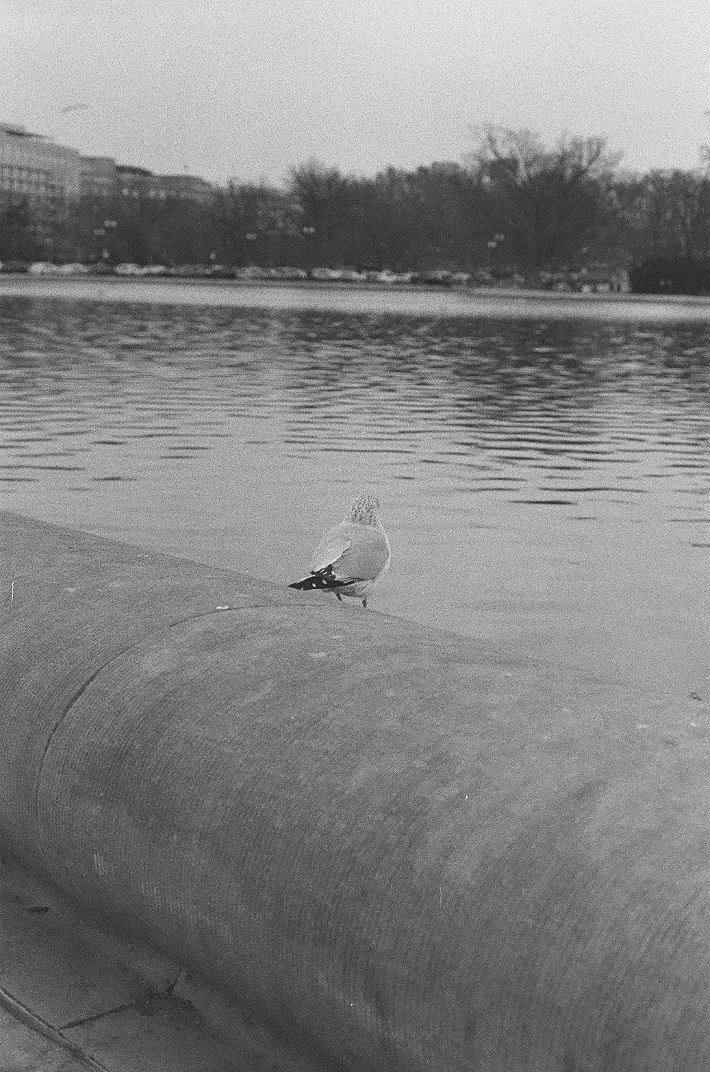 Washington DC Photo 12