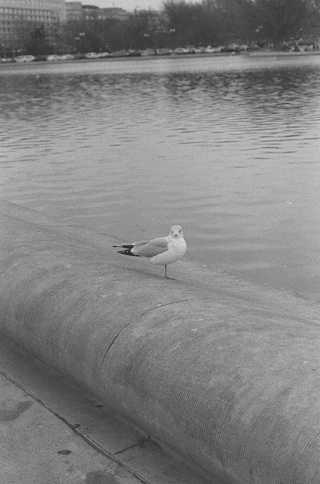Washington DC Photo 13