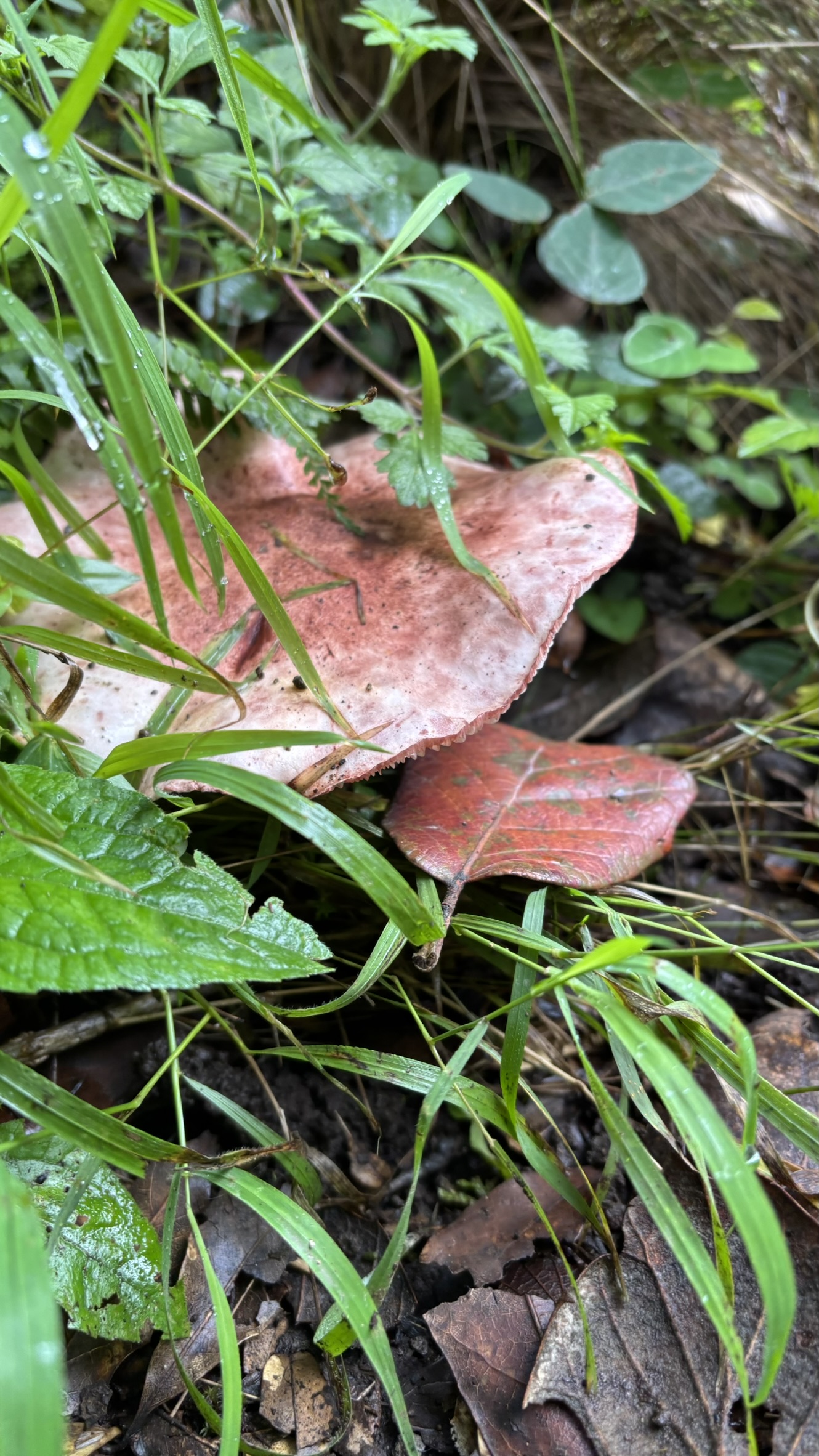 IMG_5753.JPEG