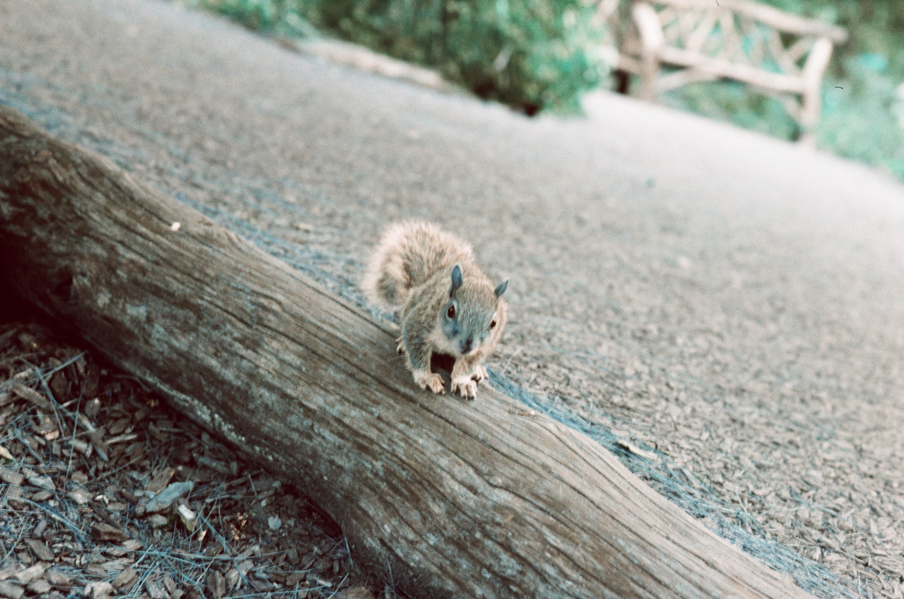 New York Photo 7
