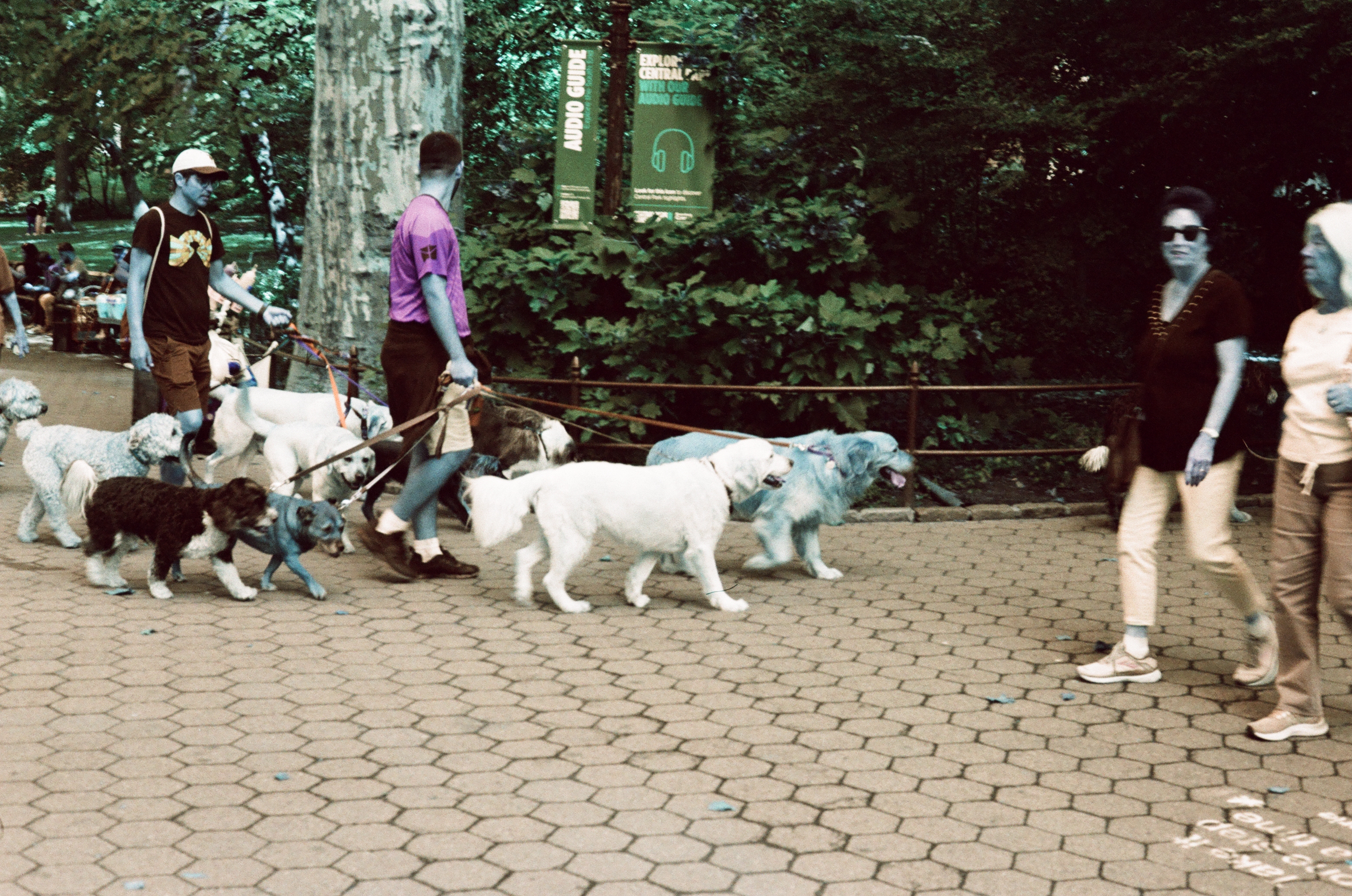 New York Photo 11