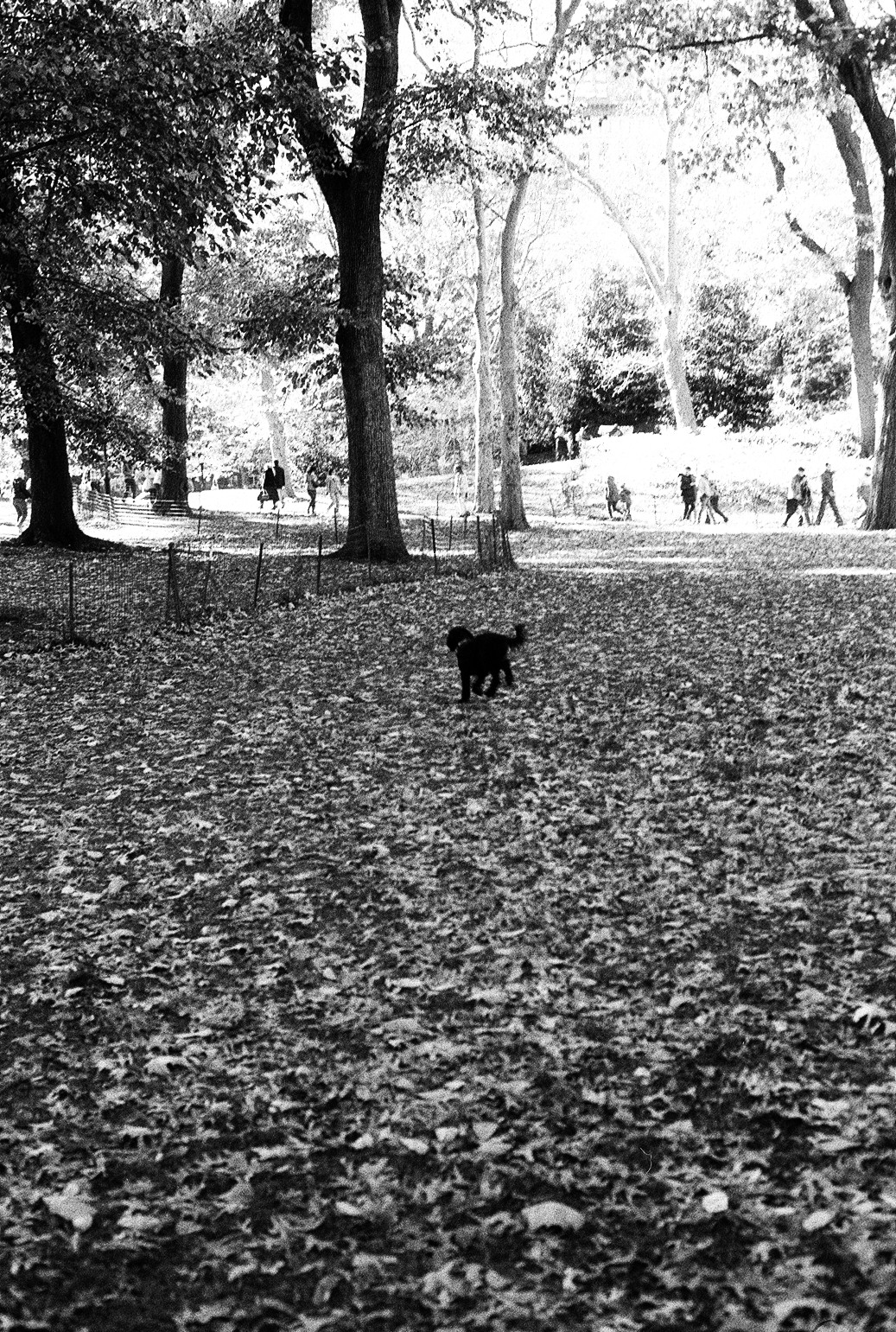 New York Photo 15