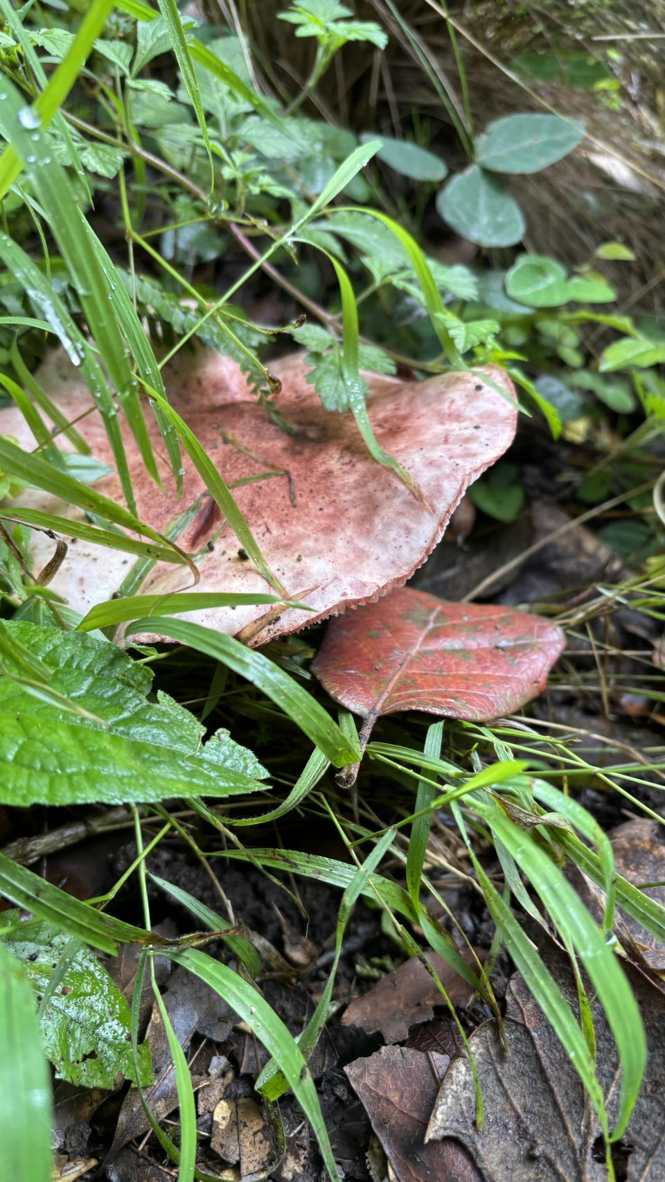 IMG_5753.JPEG